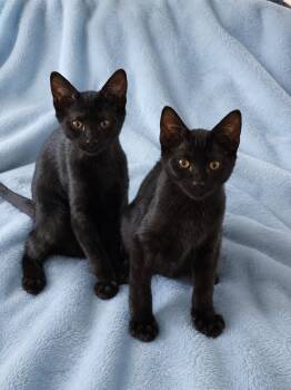 Aries & Orion -  Bombay and Domestic Short Hair Cat for Adoption in Alabaster, Alabama - Aries & Orion | PetCurious