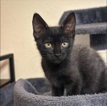 Rescue Domestic Short Hair Cats for Adoption in Sonora, California - Marie Curie | PetCurious