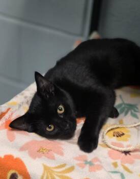 Domestic Short Hair Cats Available for Adoption - Nod | PetCurious