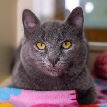 Rescue Domestic Short Hair Cats for Adoption - Ash | PetCurious