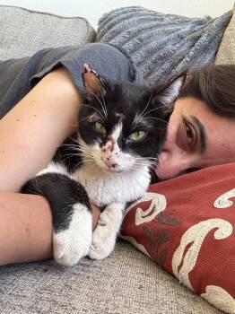Pele -  Domestic Short Hair Cat for Adoption in Sonora, California - Pele | PetCurious
