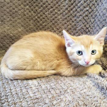 Deep Dish -  Domestic Short Hair Cat for Adoption in Mt. Juliet, Tennessee - Deep Dish | PetCurious