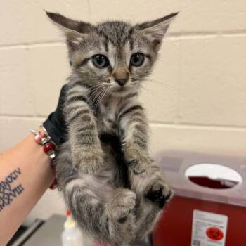 Domestic Short Hair Cats Available for Adoption in Reno, Nevada - Cherry Garcia | PetCurious