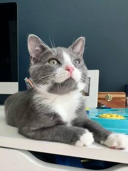 Louis Armstrong -  Russian Blue Cat for Adoption in Waxhaw, North Carolina - Louis Armstrong | PetCurious