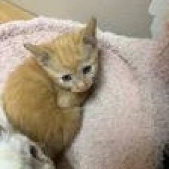 Basalt -  Domestic Short Hair Cat for Adoption in Oconto, Wisconsin - Basalt | PetCurious