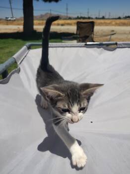 Sophie -  Abyssinian and Oriental Short Hair Cat for Adoption in Hi Vista, California - Sophie | PetCurious