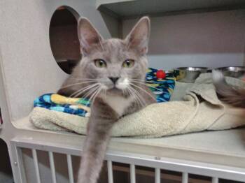 CRANBERRY -  Domestic Short Hair Cat for Adoption in Delhi, New York - CRANBERRY | PetCurious