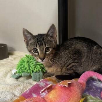 Reid -  Domestic Short Hair Cat for Adoption in Hutchinson, Minnesota - Reid | PetCurious