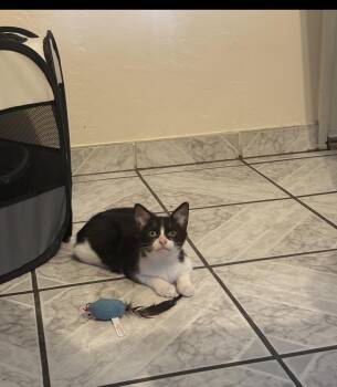 Fruity Pebbles -  Domestic Short Hair Cat for Adoption in San Diego, California - Fruity Pebbles | PetCurious