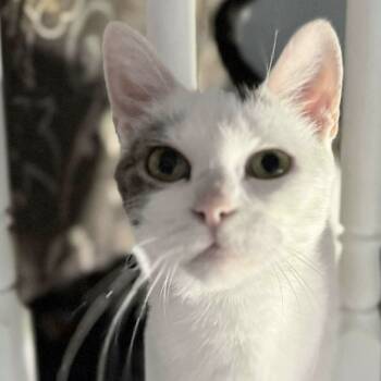 Rescue Domestic Short Hair Cats for Adoption in Chicago, Illinois - Daffodil | PetCurious