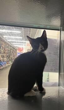 Crimson -  Domestic Short Hair Cat for Adoption in Belchertown, Massachusetts - Crimson | PetCurious