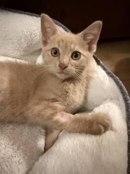 Polar (26-176 C) -  Domestic Short Hair Cat for Adoption in Lansing, Michigan - Polar (26-176 C) | PetCurious