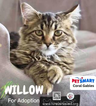 Willow -  Domestic Short Hair Cat for Adoption in Miami, Florida - Willow | PetCurious