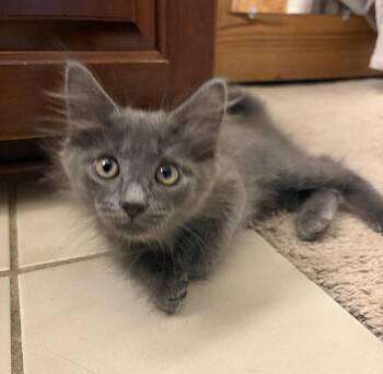 Stone -  Domestic Short Hair Cat Available for Adoption in Dublin, Ohio - Stone | PetCurious