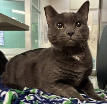 BILBO -  Domestic Short Hair Cat for Adoption in South Lake Tahoe, California - BILBO | PetCurious