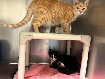 Rescue Domestic Short Hair Cats for Adoption in Chicago, Illinois - Brandis Bonded Pair With Angus | PetCurious