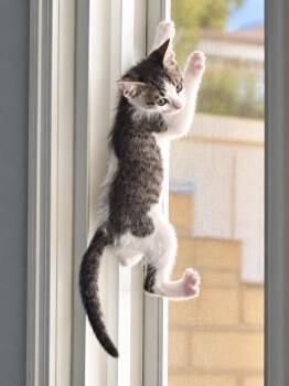 Taz Z -  Tabby Cat for Adoption in Fresno, California - Taz Z | PetCurious