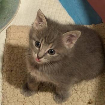 Olivia Meowington -  Domestic Short Hair Cat for Adoption in Houston, Texas - Olivia Meowington | PetCurious
