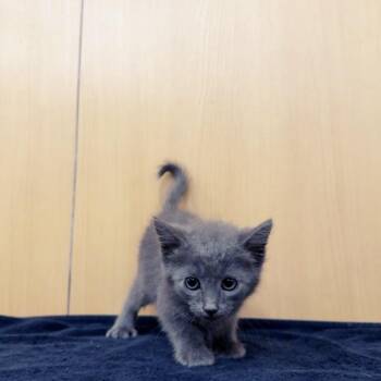 Pickles -  Domestic Short Hair Cat for Adoption in Brentwood, Missouri - Pickles | PetCurious