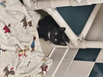 Rescue Domestic Short Hair Cats for Adoption in Bluffton, Indiana - Pepper | PetCurious