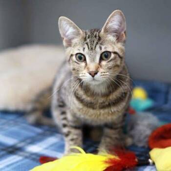 Sorbert -  Domestic Short Hair Cat for Adoption in Atlanta, Georgia - Sorbert | PetCurious