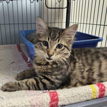 Gravy (26-10979) -  Domestic Medium Hair Cat for Adoption in Fort Smith, Arkansas - Gravy (26-10979) | PetCurious