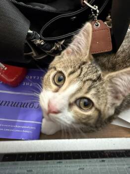 Hilda Iris Roundbottom -  Domestic Short Hair Cat for Adoption in Sterling, Virginia - Hilda Iris Roundbottom | PetCurious