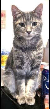 Coco -  Tabby Cat for Adoption in Hamilton, Ontario - Coco | PetCurious