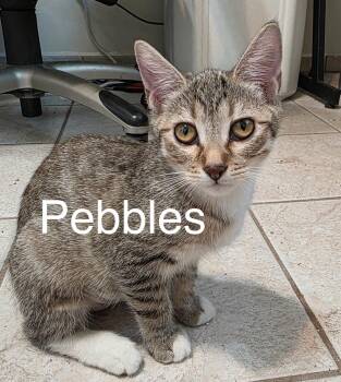 Pebbles -  Tabby and Domestic Short Hair Cat for Adoption in Tucson, Arizona - Pebbles | PetCurious