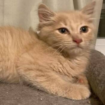 Barley -  Domestic Short Hair Cat for Adoption in Battle Creek, Michigan - Barley | PetCurious