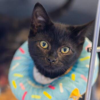 Duvalin -  Domestic Short Hair Cat for Adoption - Duvalin | PetCurious