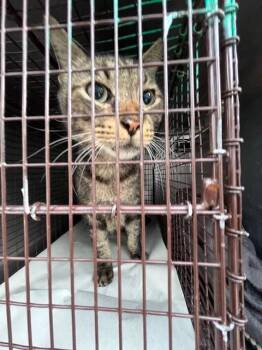 NICK -  Domestic Short Hair Cat for Adoption in Doral, Florida - NICK | PetCurious