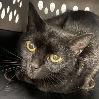 Venti -  Domestic Short Hair Cat for Adoption in Allentown, Pennsylvania - Venti | PetCurious