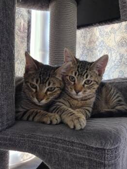 Cider & Chai (Bonded Brothers) -  Domestic Short Hair Cat for Adoption in Anaheim, California - Cider & Chai (Bonded Brothers) | PetCurious