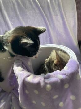 Rescue Domestic Short Hair Cats for Adoption in Lawrenceville, Illinois - Whiskers | PetCurious