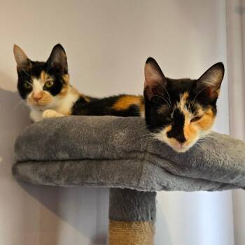 Domestic Short Hair Cats Available for Adoption in Shorewood, Illinois - Ruby 2 | PetCurious