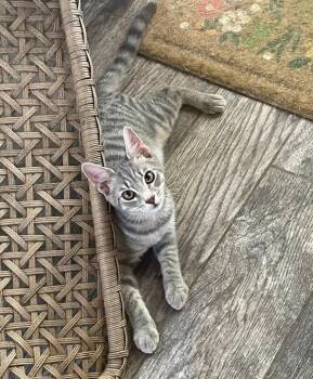Juno -  Tabby and Domestic Short Hair Cat for Adoption in Garner, North Carolina - Juno | PetCurious