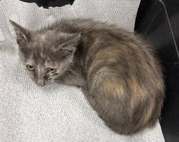 Sf-9 Kitkat -  Domestic Short Hair Cat for Adoption in Lawrenceville, Georgia - Sf-9 Kitkat | PetCurious