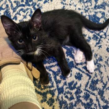 Tux -  Tuxedo Cat for Adoption in Dallas, Texas - Tux | PetCurious