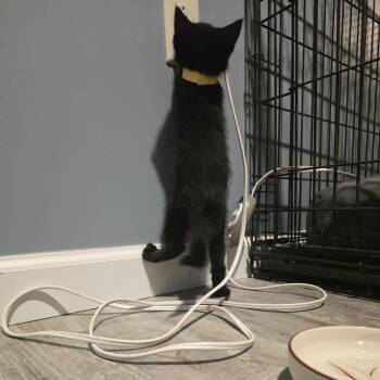 Penny -  Domestic Short Hair Cat for Adoption in Madison, Wisconsin - Penny | PetCurious