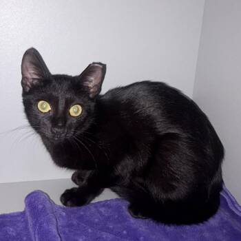 Rory -  Domestic Short Hair Cat for Adoption in Sarasota, Florida - Rory | PetCurious
