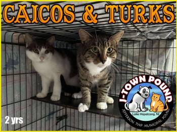 Rescue Domestic Short Hair Cats for Adoption in Jefferson, New Jersey - Turks & Caicos | PetCurious