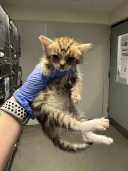Domestic Short Hair Cats Available for Adoption in Doral, Florida - C.C. | PetCurious