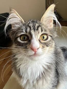 Rescue Domestic Short Hair Cats for Adoption in Vashon, Washington - Murphy | PetCurious