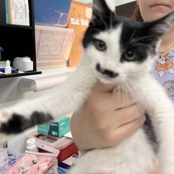 Domestic Short Hair Cats Available for Adoption in Las Vegas, Nevada - Sassy Girl | PetCurious
