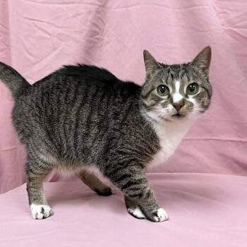 Domestic Short Hair Cats Available for Adoption in Lyndhurst, Virginia - Bibelot | PetCurious