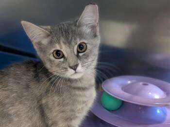 AUGUSTINE -  Domestic Short Hair Cat for Adoption in Palo Alto, California - AUGUSTINE | PetCurious