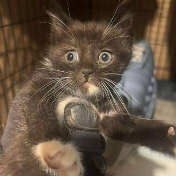 Hexxus -  Domestic Short Hair Cat Available for Adoption in Winchester, Virginia - Hexxus | PetCurious