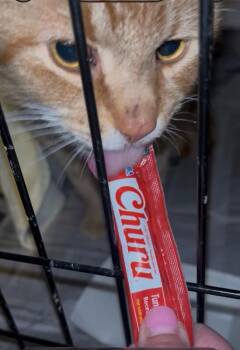 Domestic Short Hair Cats Available for Adoption - Keeper | PetCurious