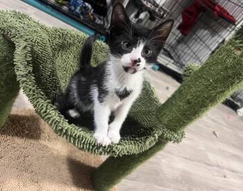 Michelle -  Domestic Short Hair Cat for Adoption in Cleveland, Ohio - Michelle | PetCurious